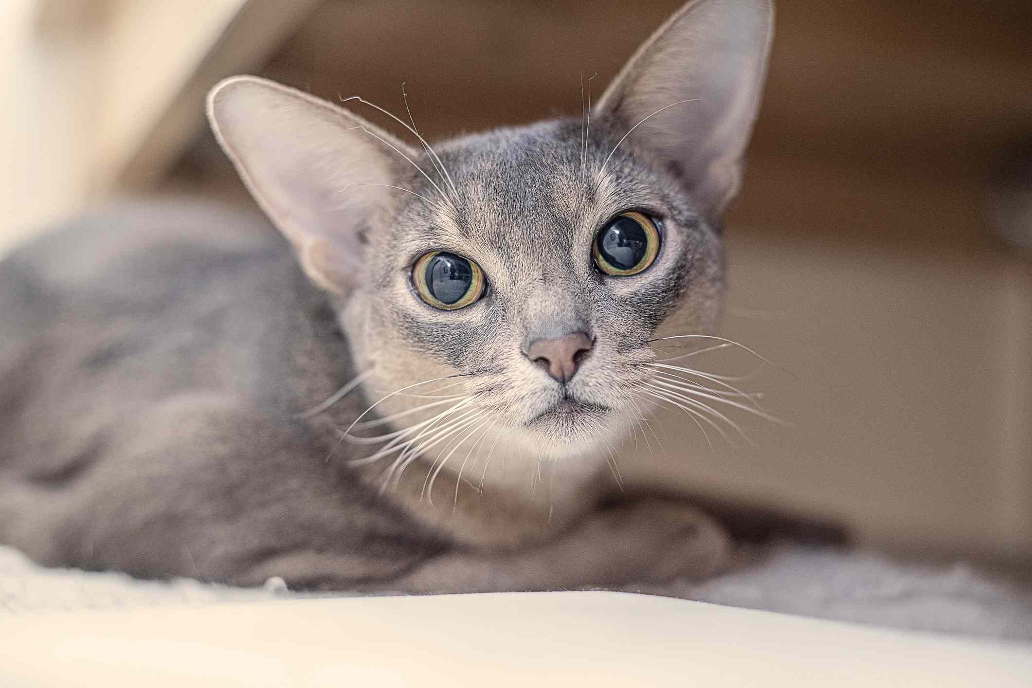 15 Cat Breeds Known for Their Strikingly Large Eyes