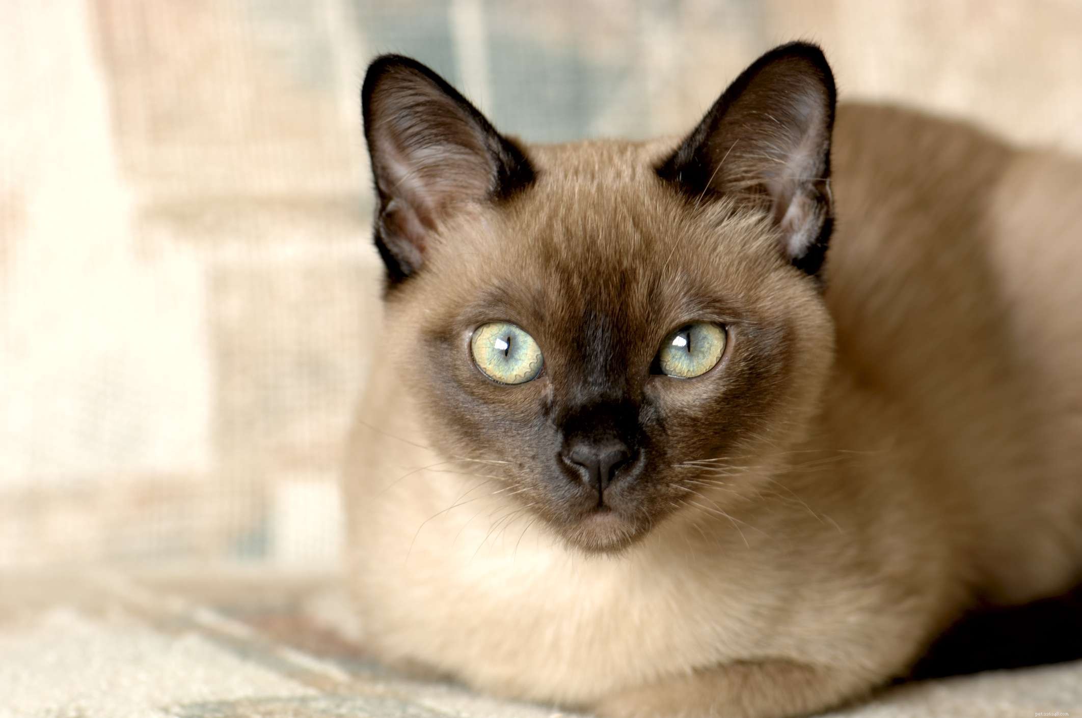 15 Cat Breeds Known for Their Strikingly Large Eyes