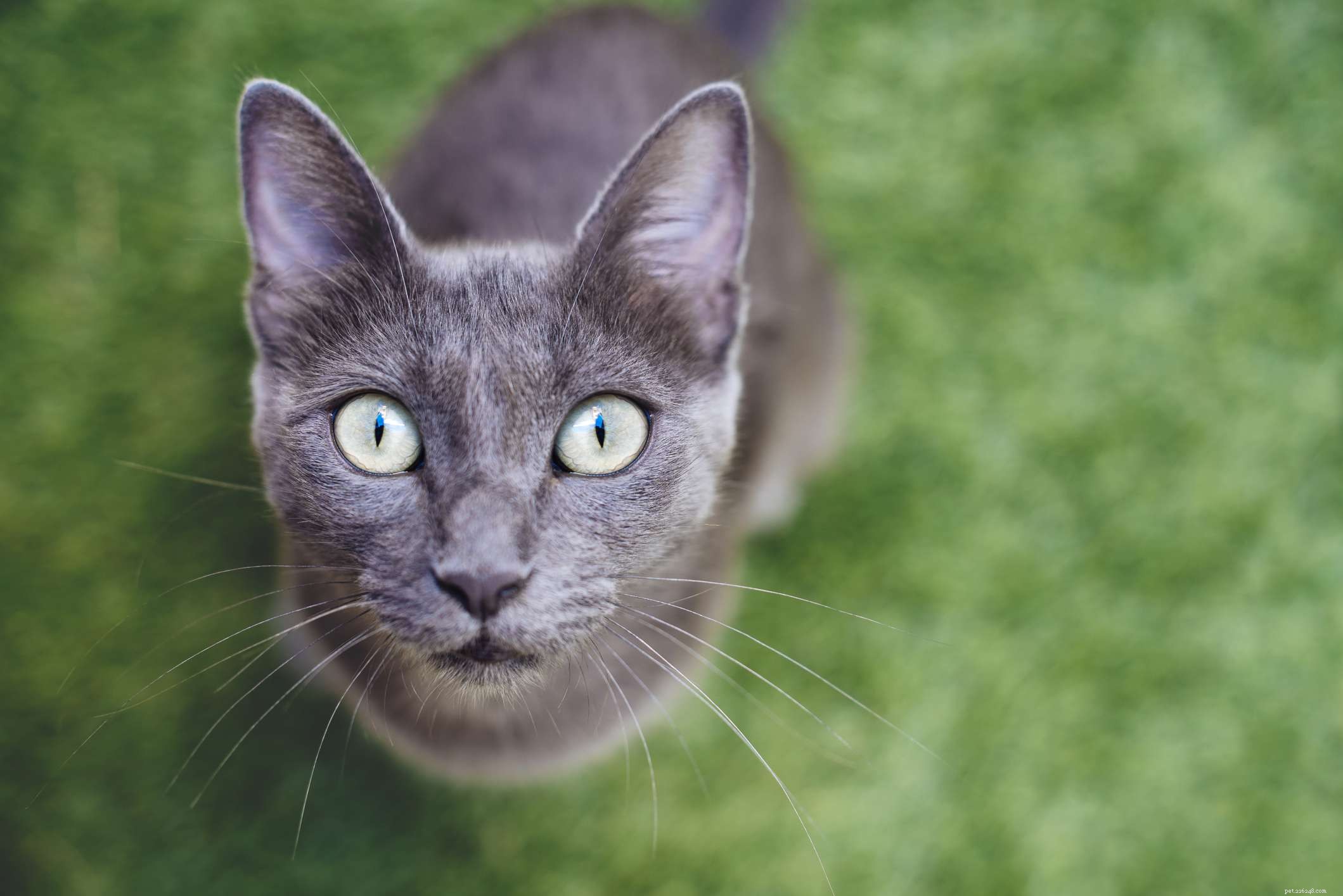 15 Cat Breeds Known for Their Strikingly Large Eyes