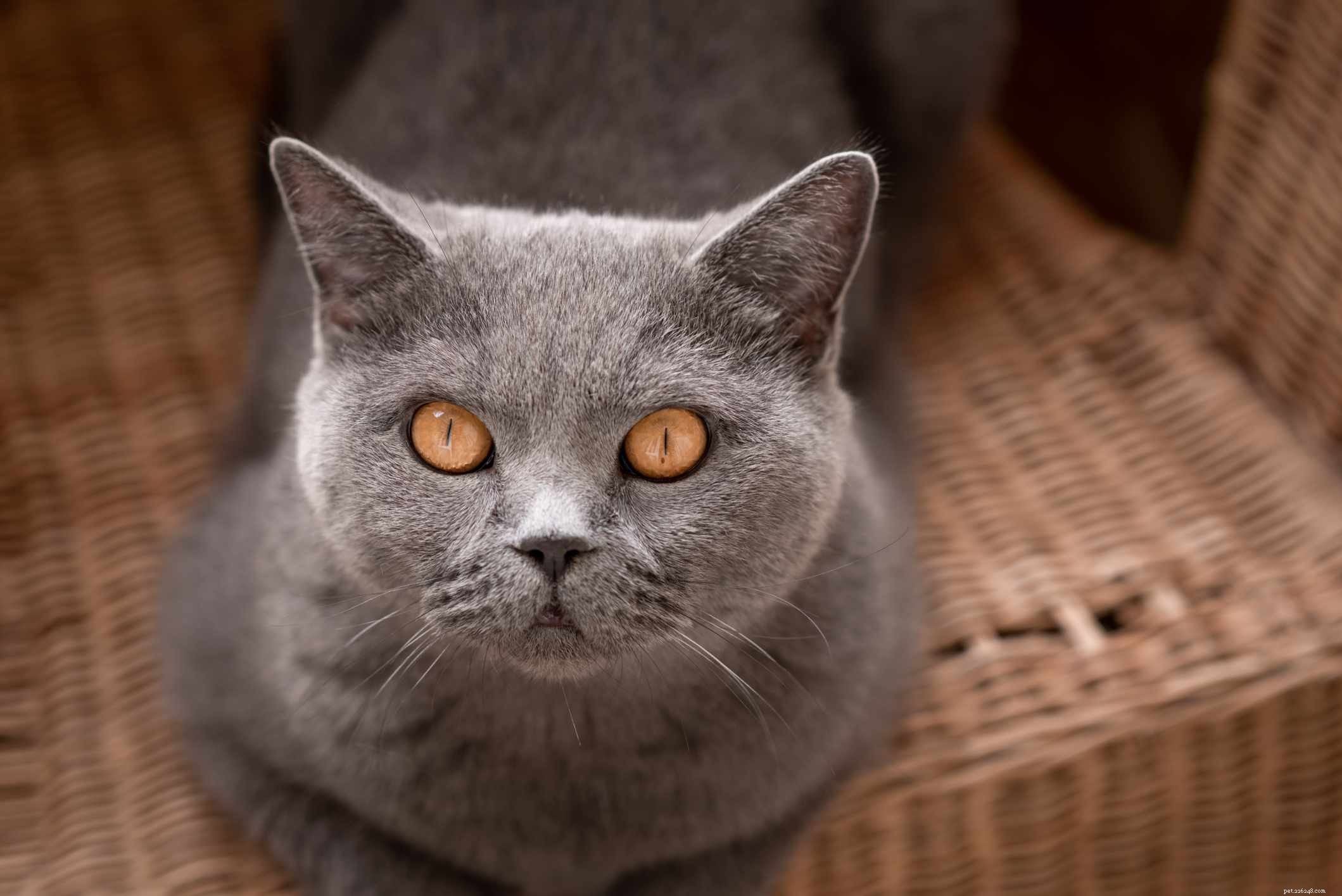 15 Cat Breeds Known for Their Strikingly Large Eyes