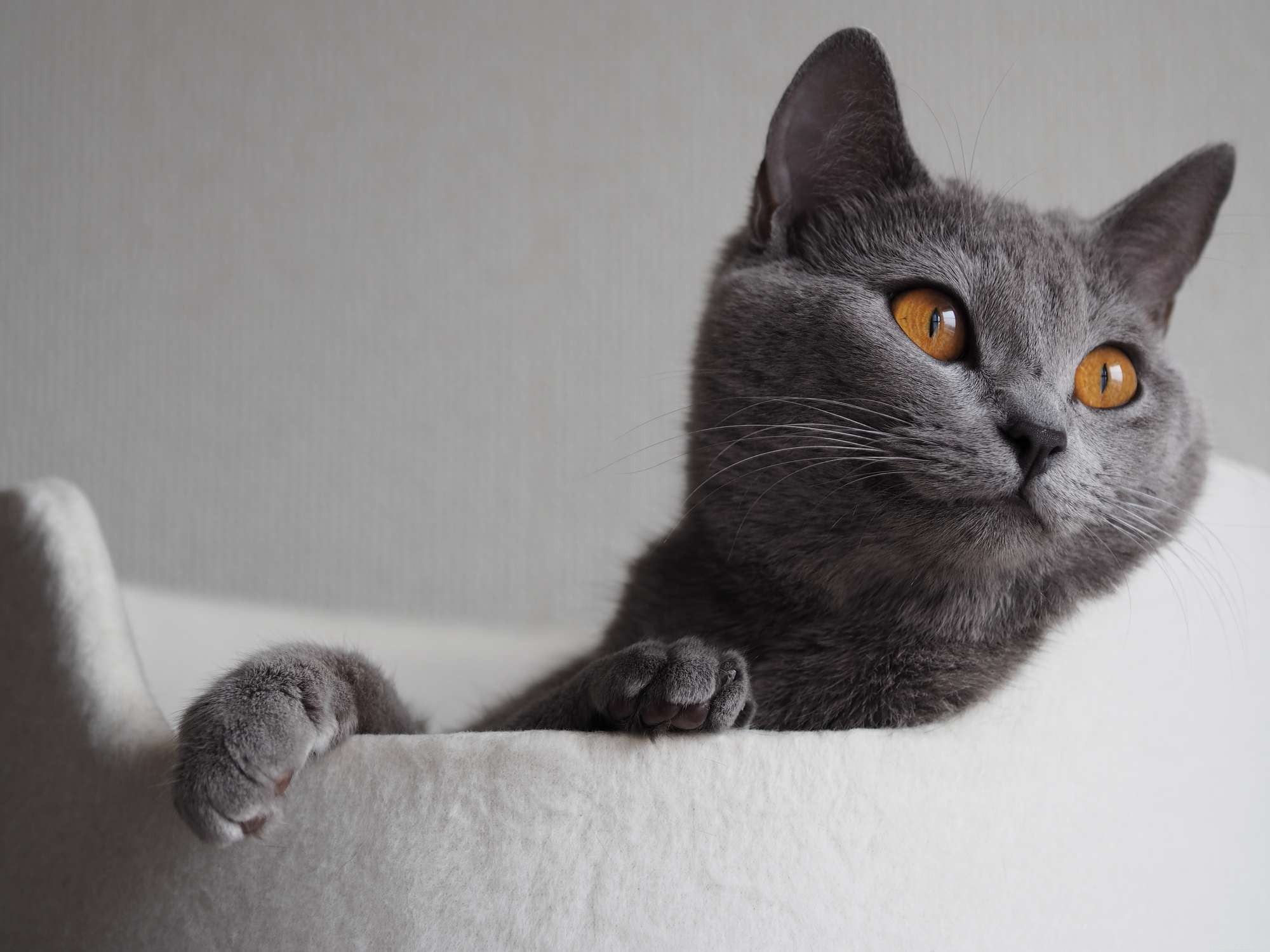 15 Cat Breeds Known for Their Strikingly Large Eyes