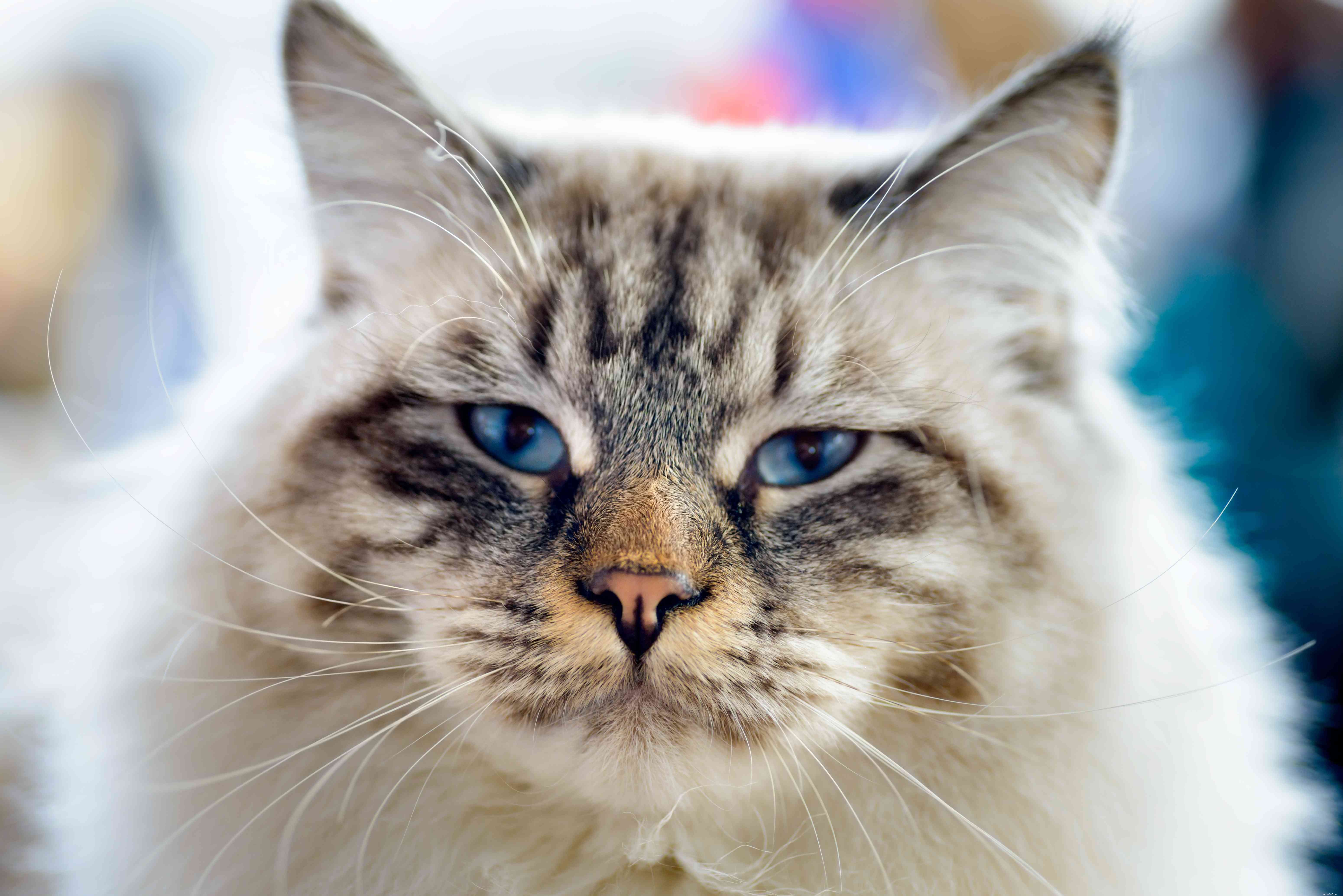 15 Cat Breeds Known for Their Strikingly Large Eyes