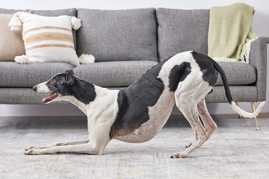 How to Teach Your Dog to Take a Bow – Simple, Reward‑Based Training Tips
