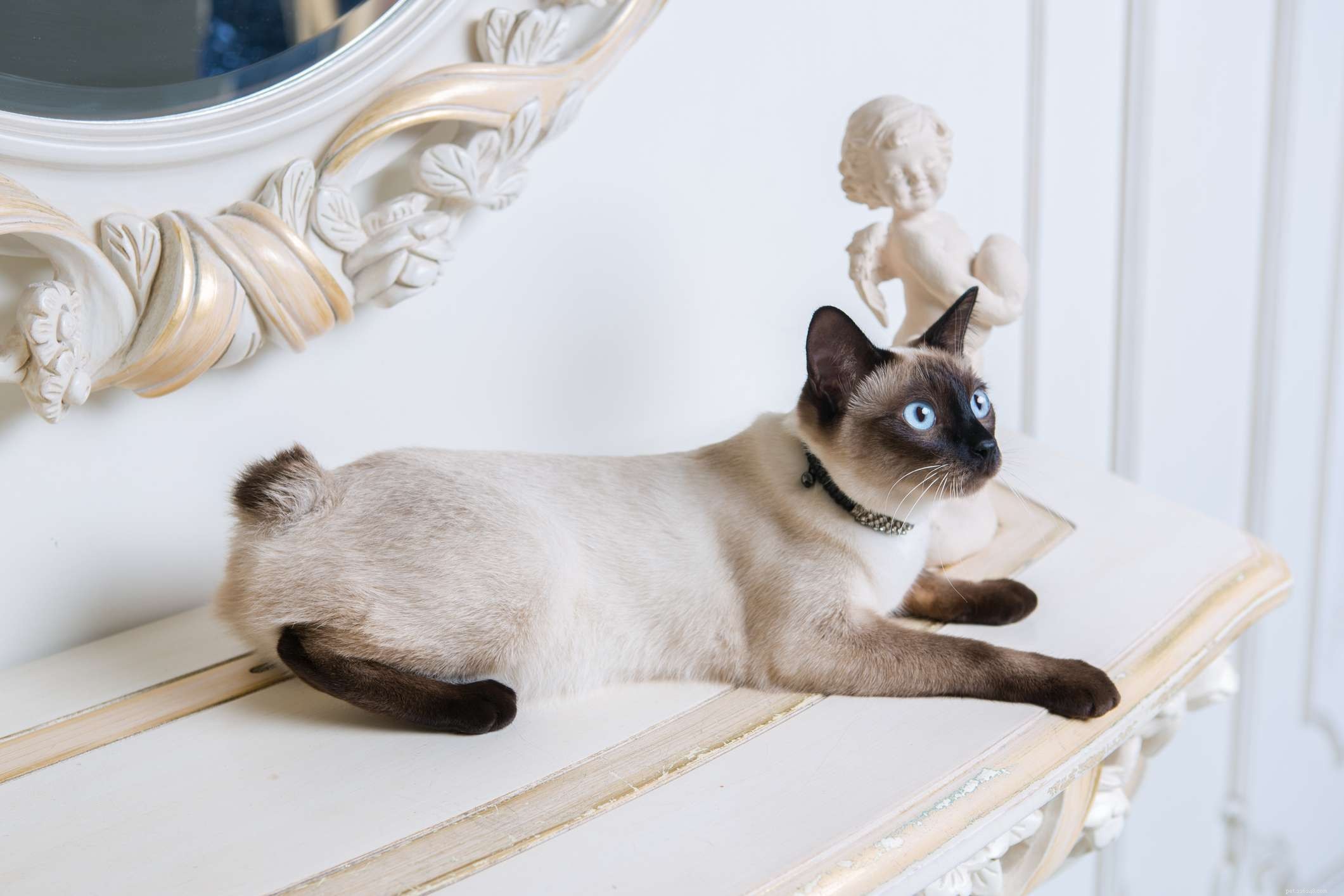 15 Cat Breeds Known for Their Strikingly Large Eyes