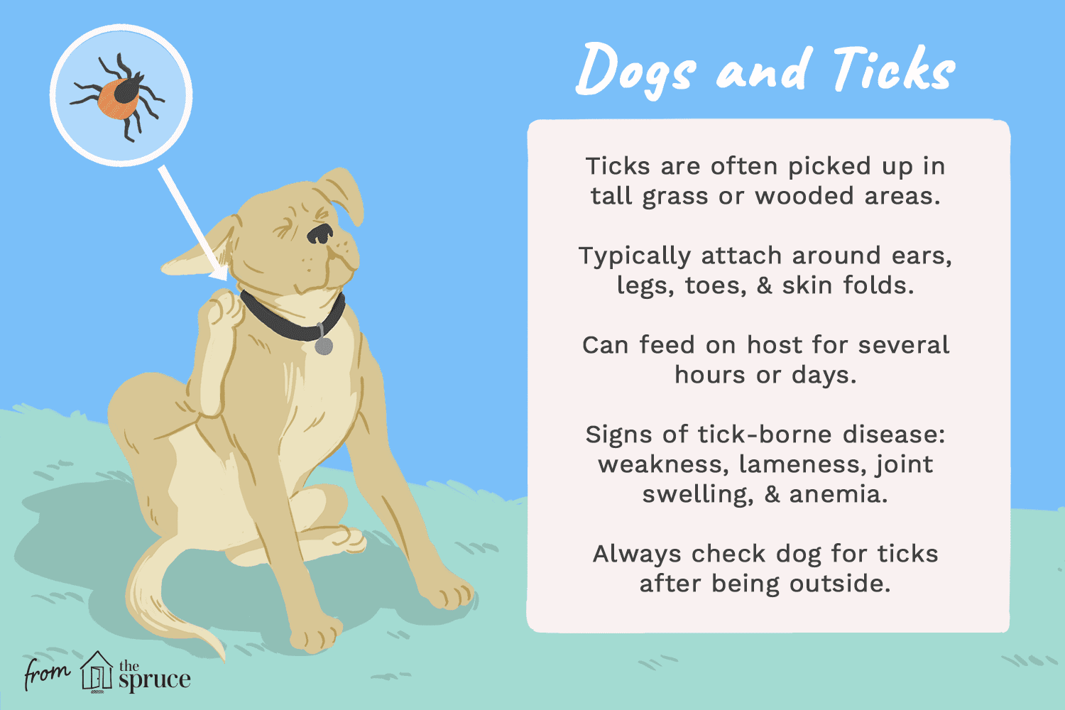 Understanding Tick Bites on Dogs: Symptoms, Causes, Treatment, and Prevention