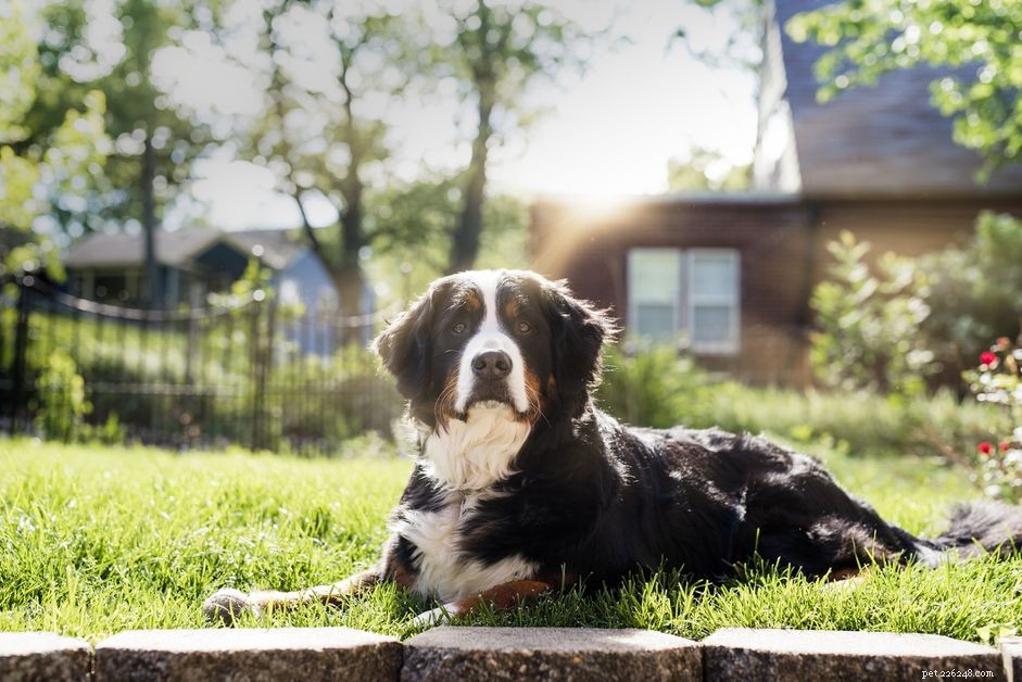Cheyletiella Mites in Dogs: Symptoms, Treatment, and Prevention