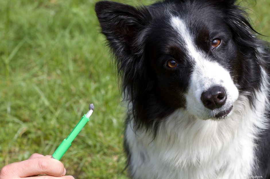 Understanding Tick Bites on Dogs: Symptoms, Causes, Treatment, and Prevention