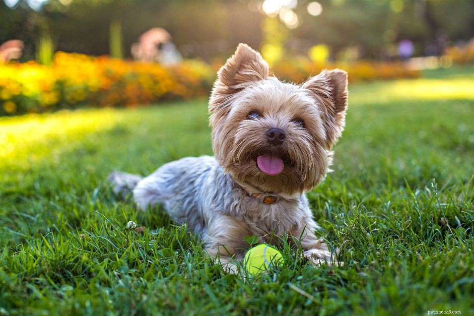 45 Star‑Wars Dog Names for the Ultimate Fan