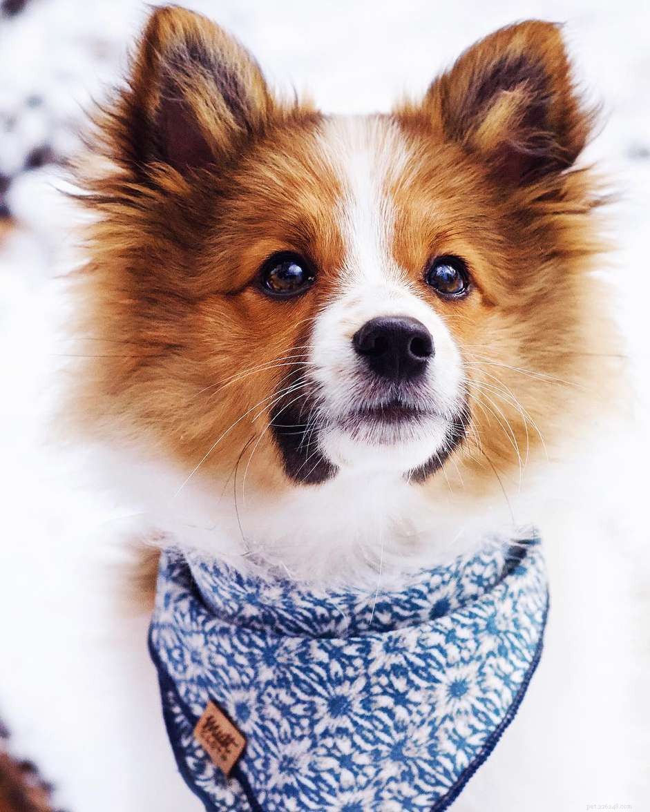 25 Adorable Puppies to Brighten Your Day