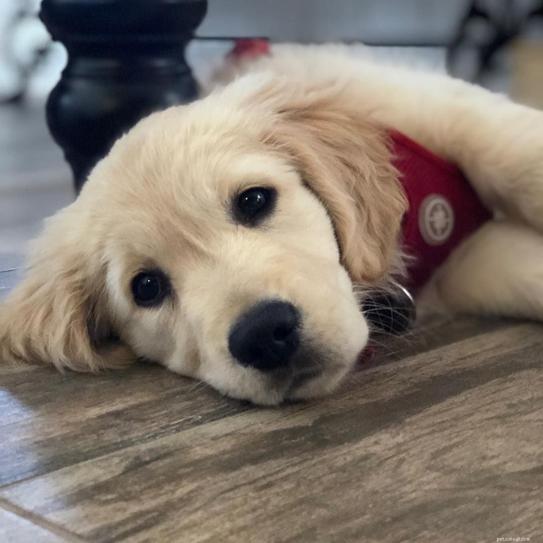 25 Adorable Puppies to Brighten Your Day
