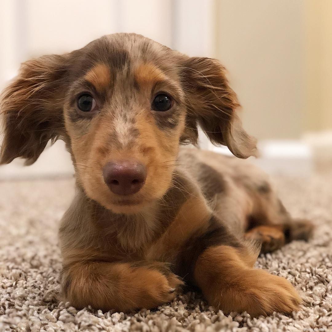 25 Adorable Puppies to Brighten Your Day