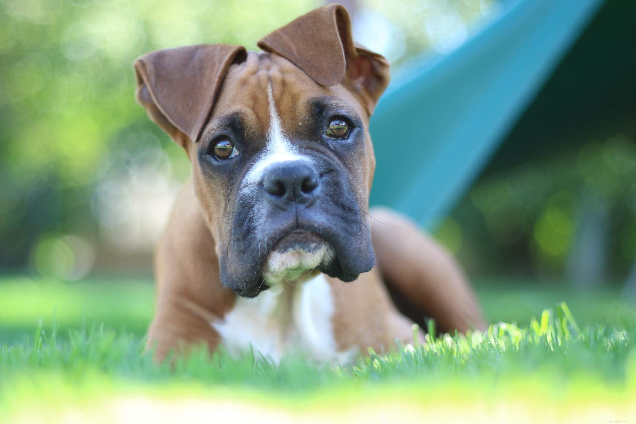 25 Adorable Puppies to Brighten Your Day