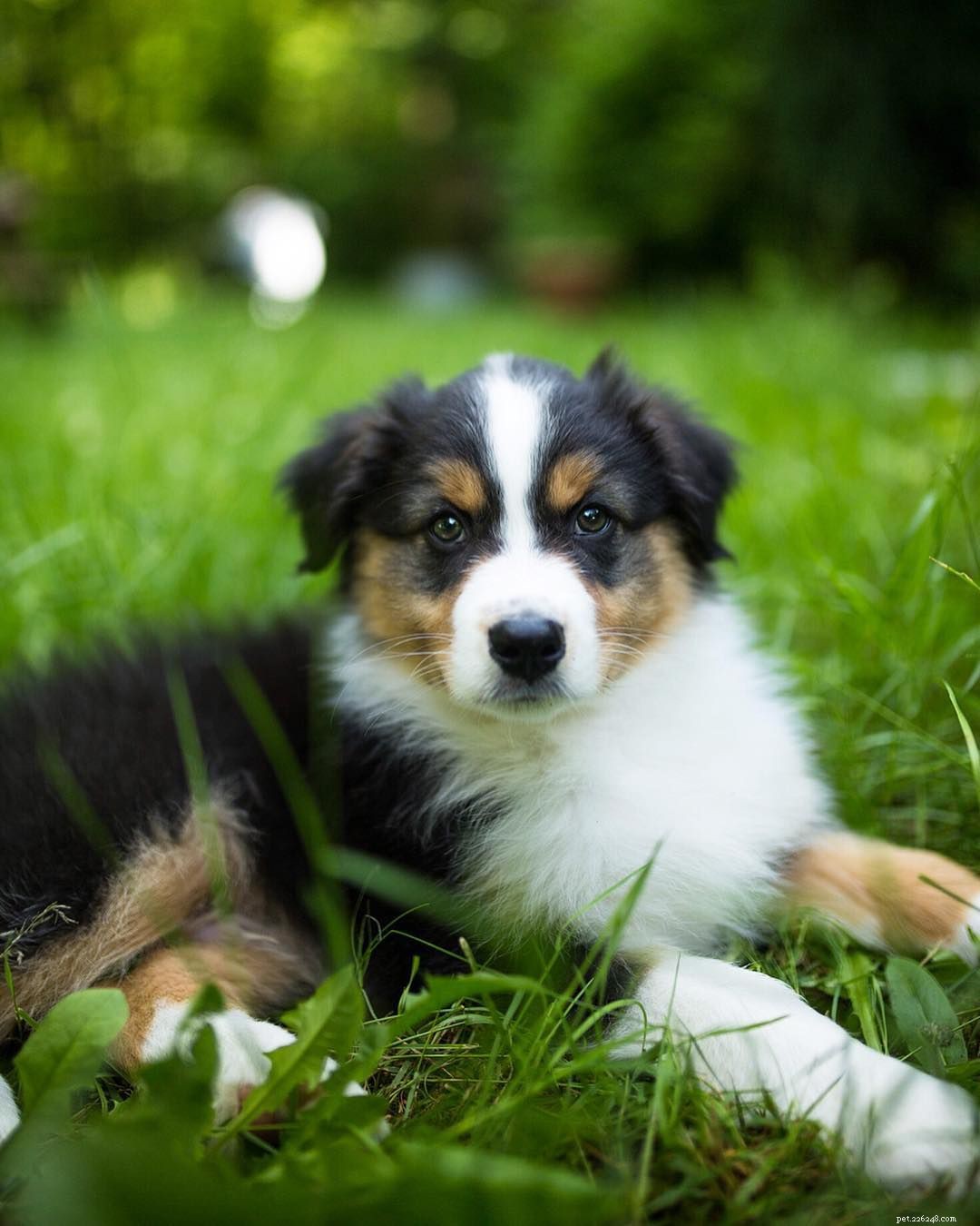25 Adorable Puppies to Brighten Your Day