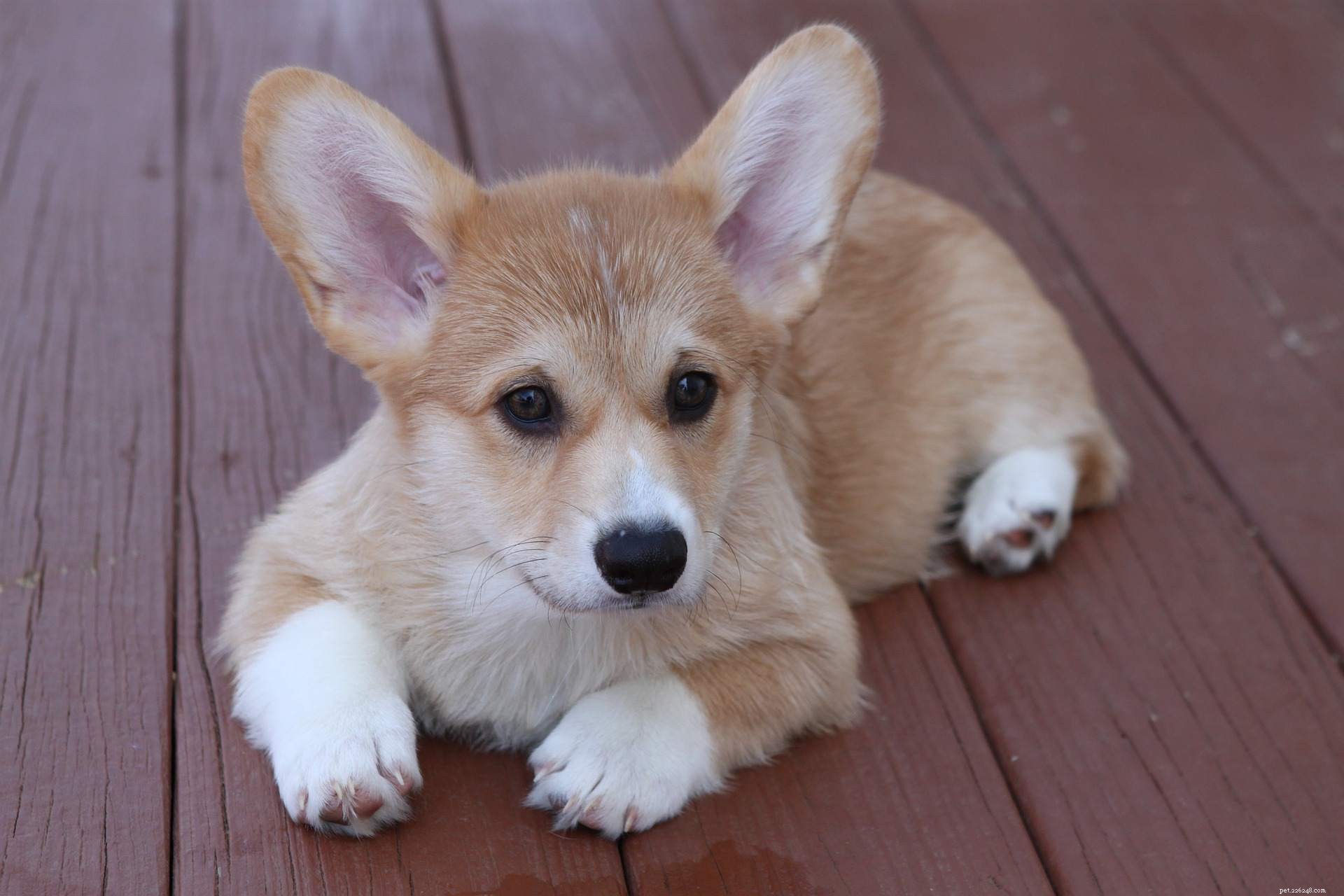 25 Adorable Puppies to Brighten Your Day