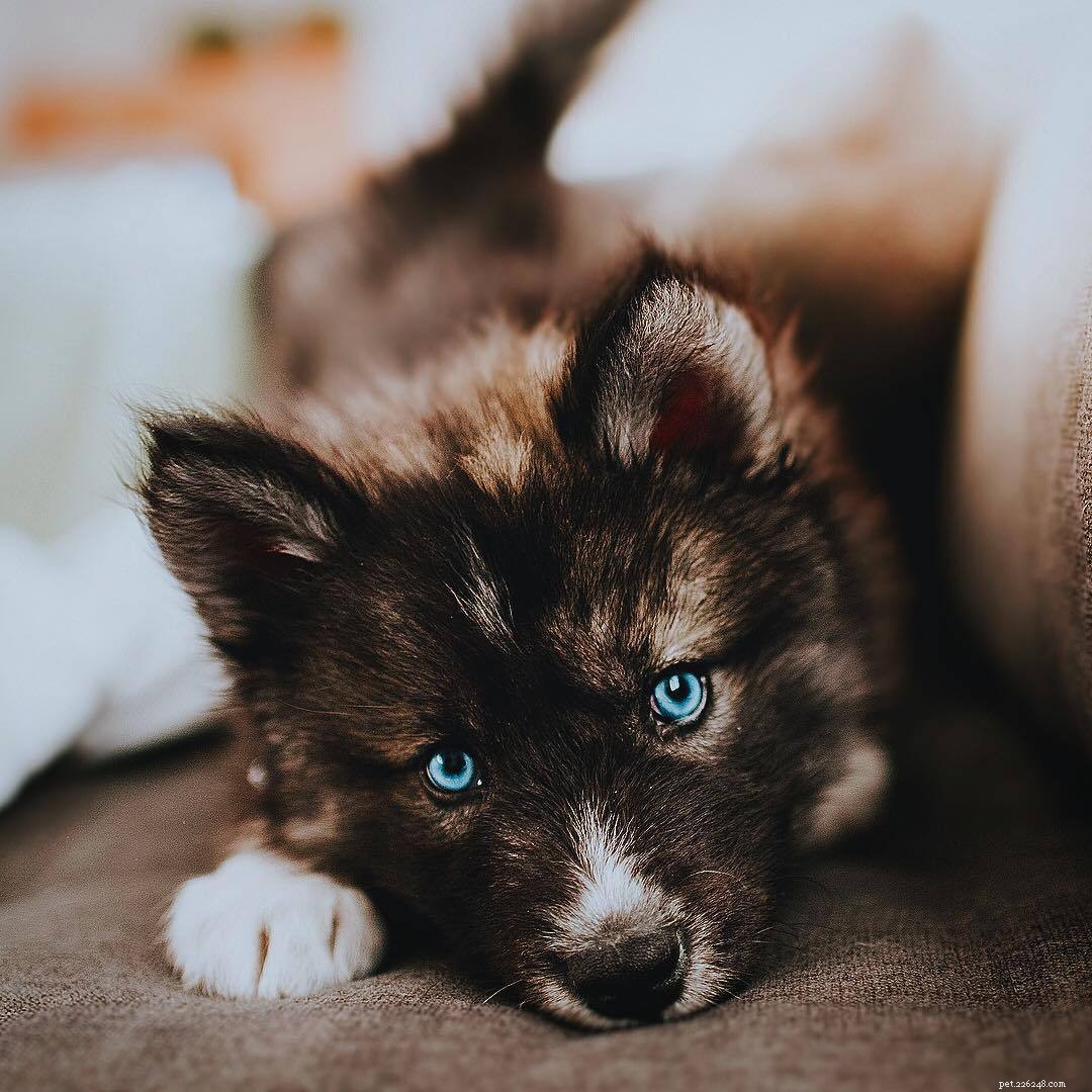 25 Adorable Puppies to Brighten Your Day