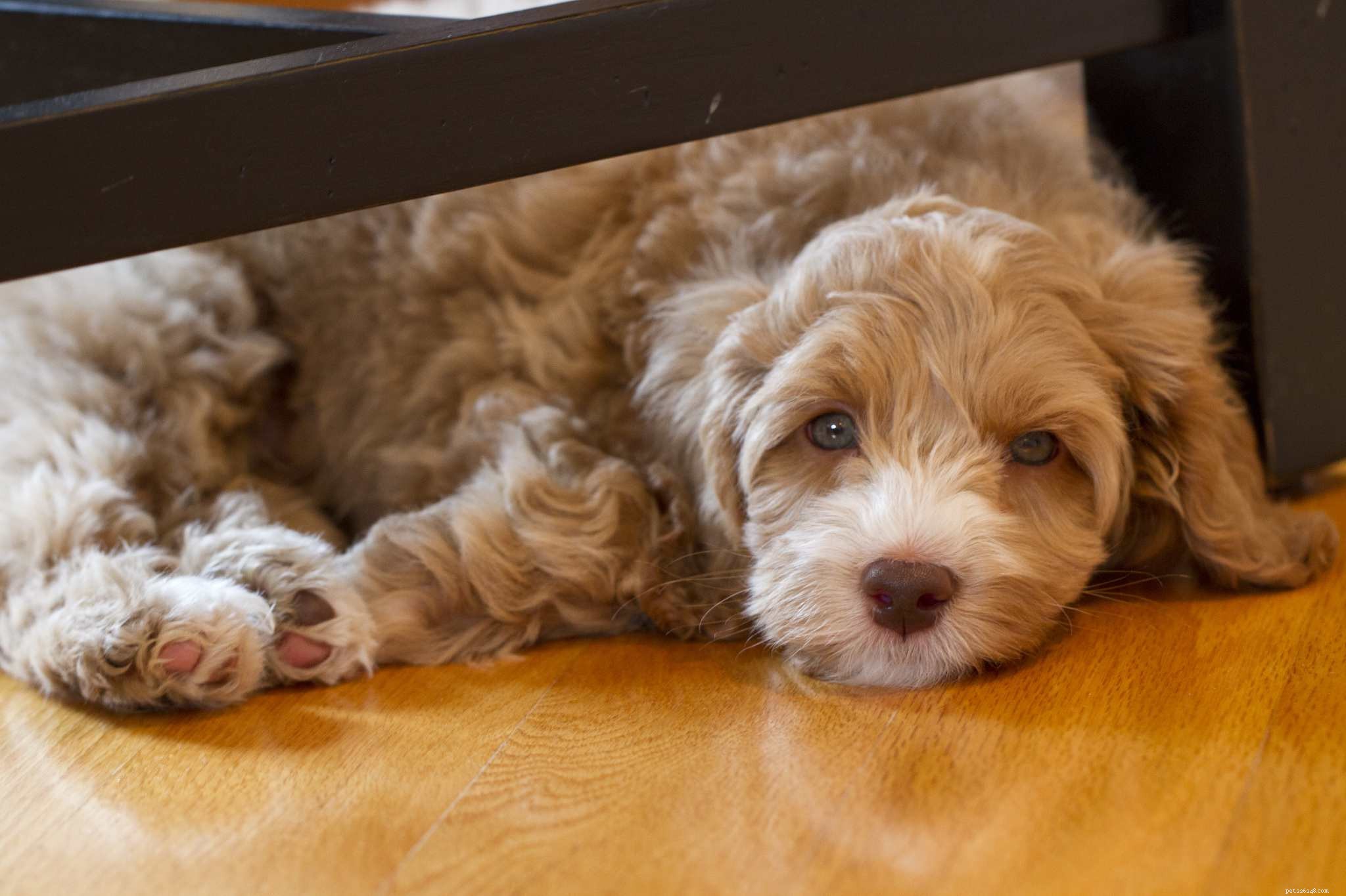 25 Adorable Puppies to Brighten Your Day