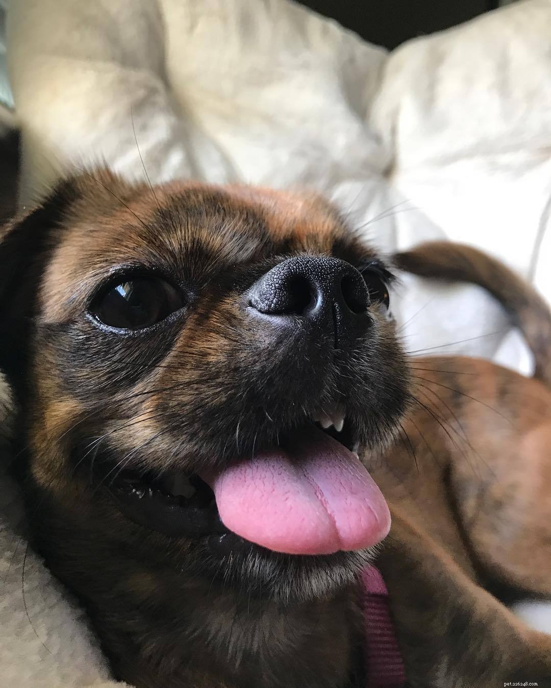 25 Adorable Puppies to Brighten Your Day