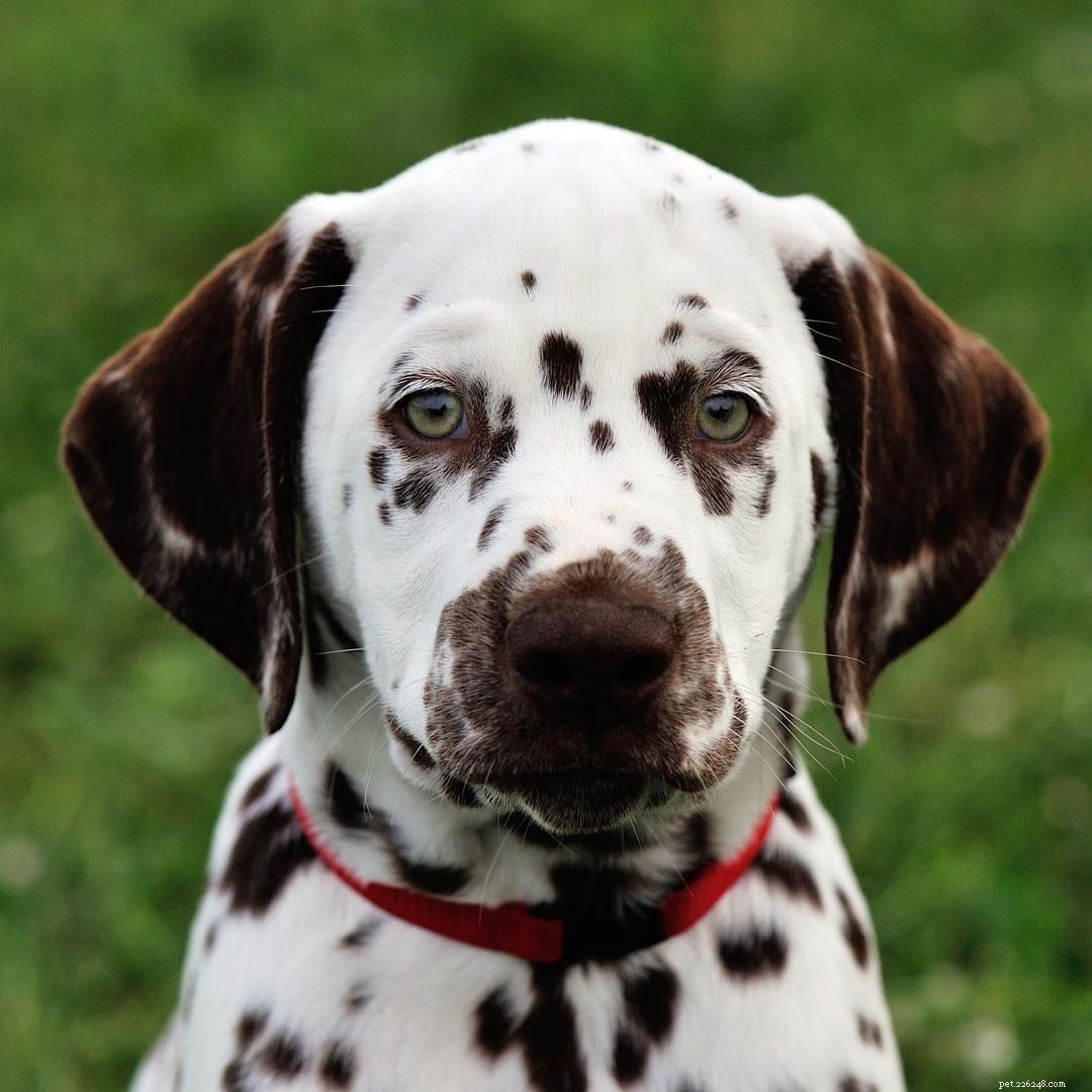 25 Adorable Puppies to Brighten Your Day