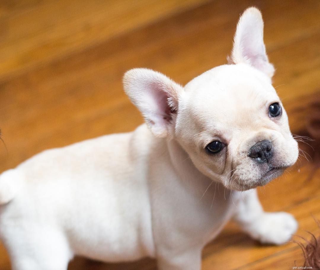 25 Adorable Puppies to Brighten Your Day