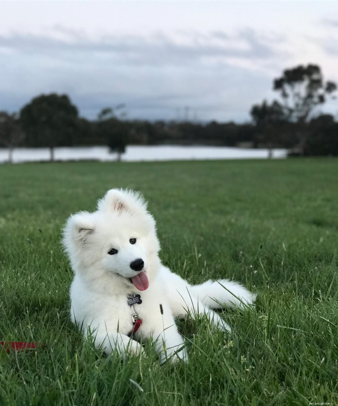 25 Adorable Puppies to Brighten Your Day
