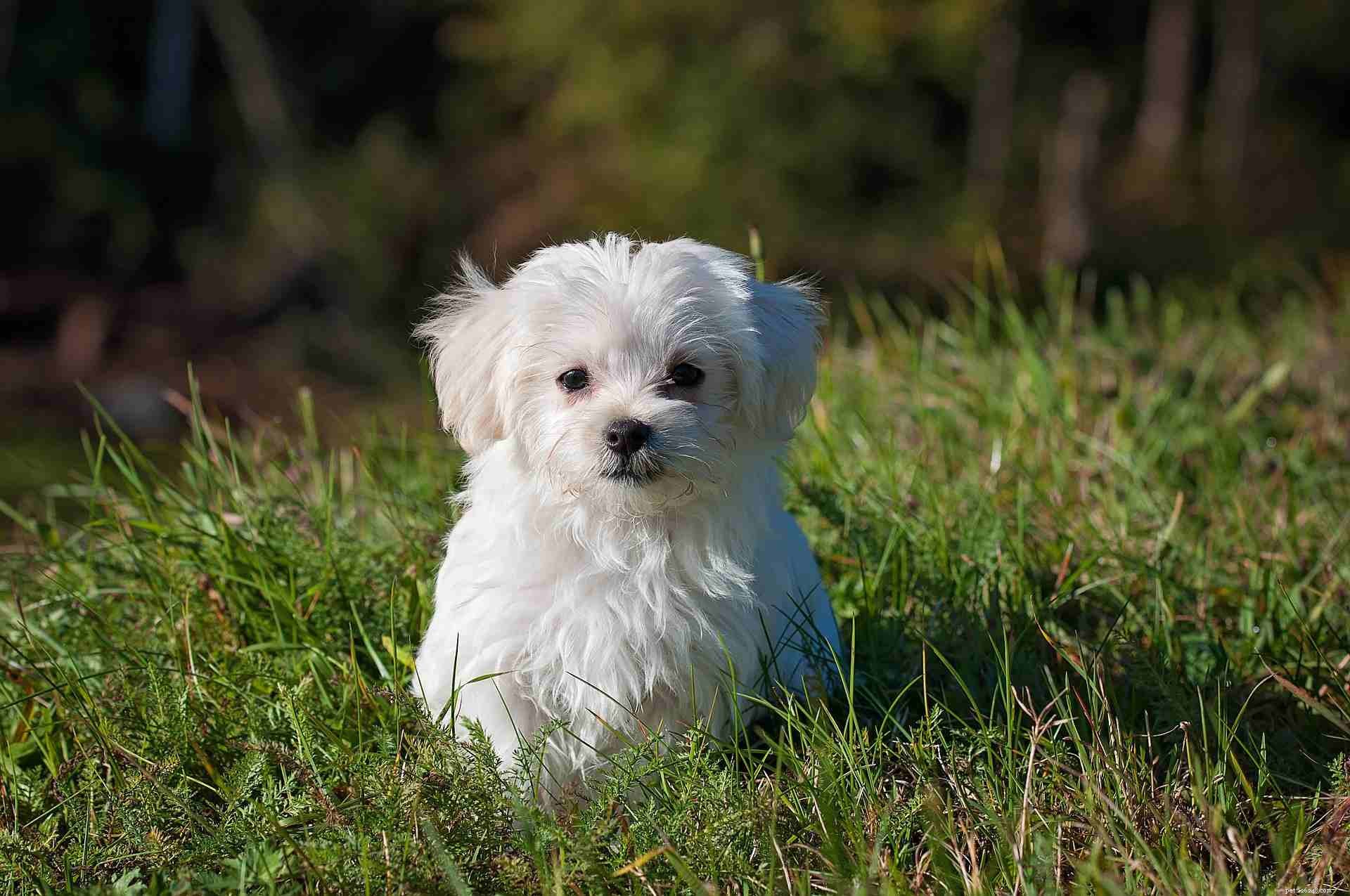 25 Adorable Puppies to Brighten Your Day