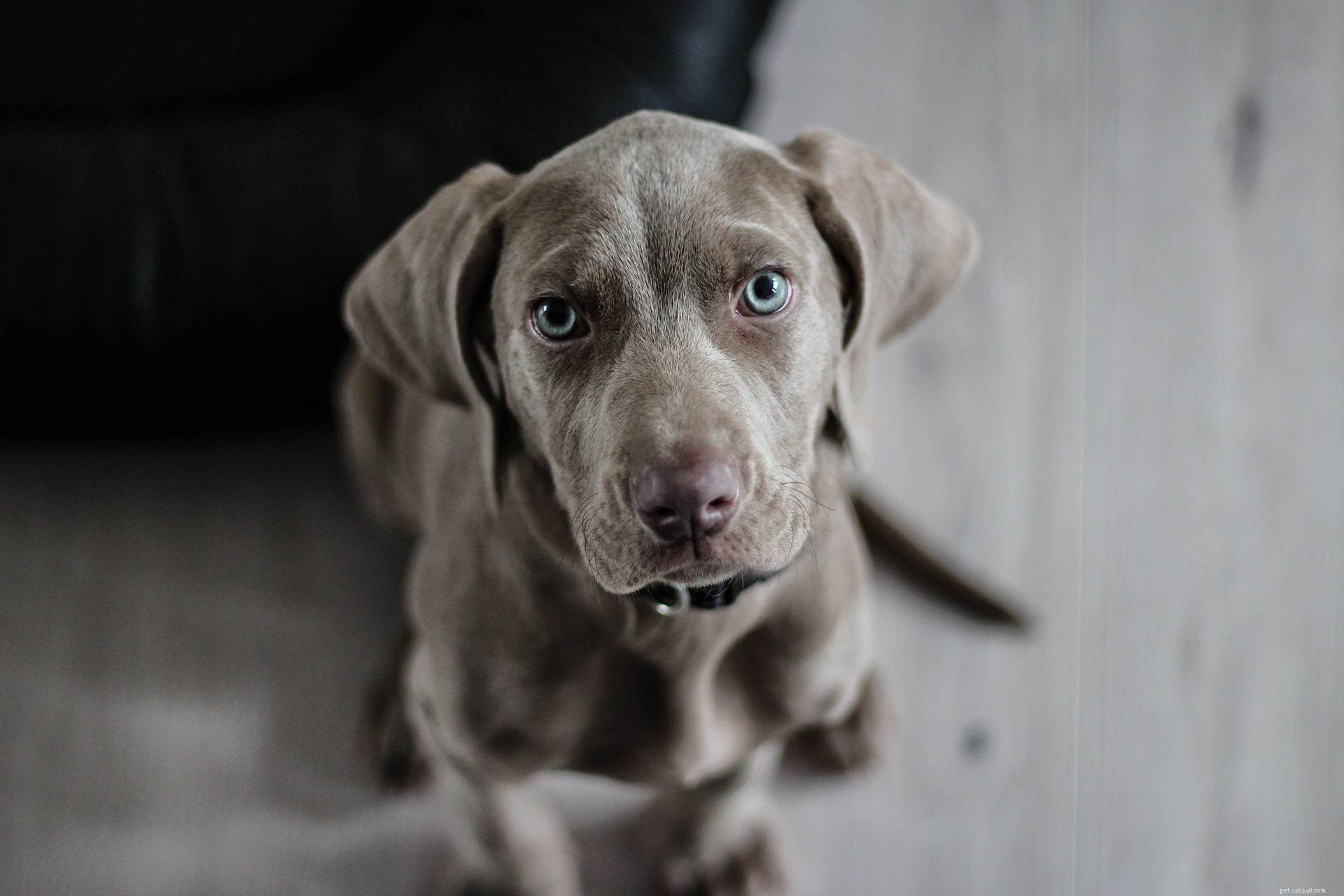 25 Adorable Puppies to Brighten Your Day