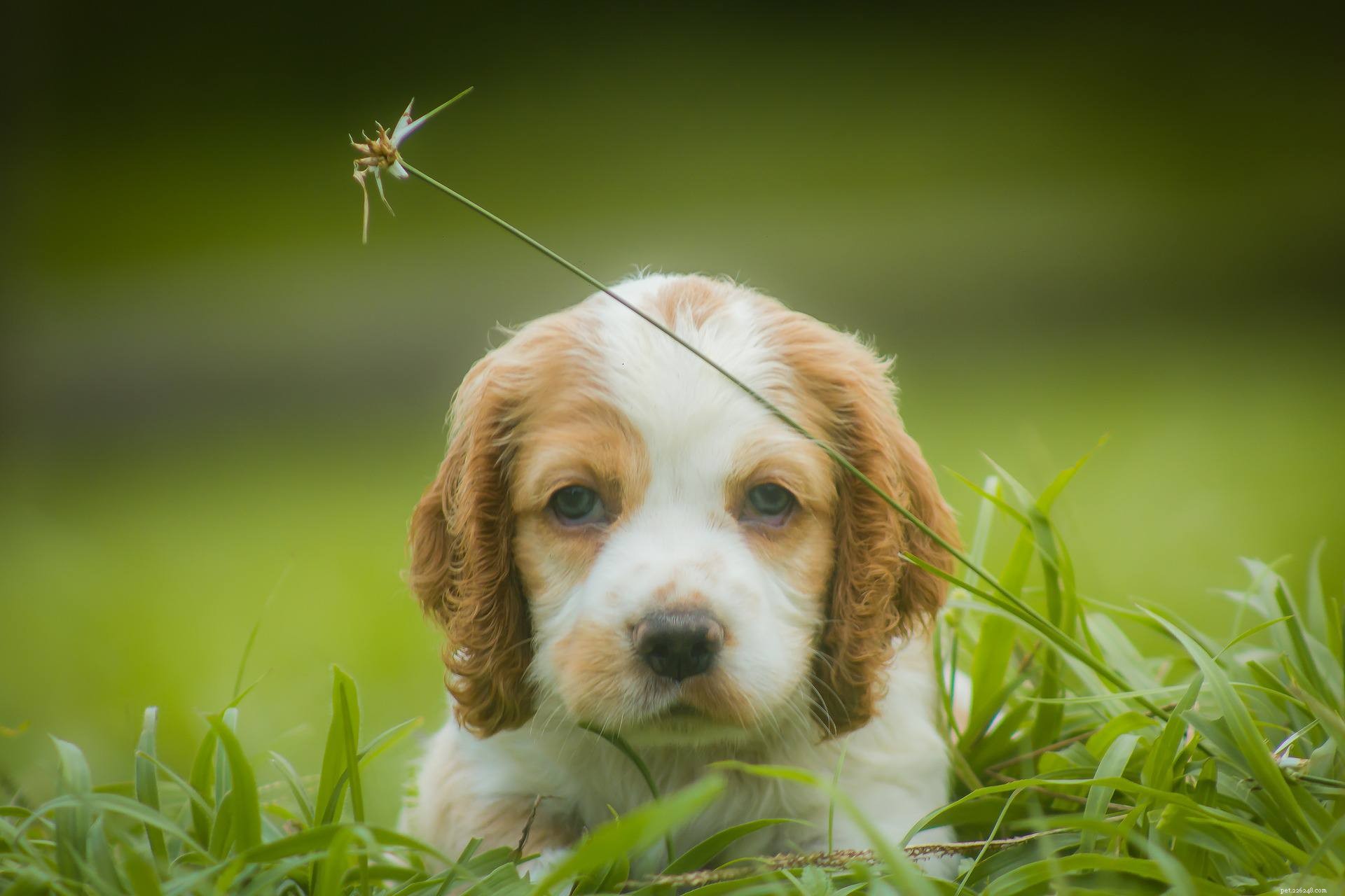 25 Adorable Puppies to Brighten Your Day