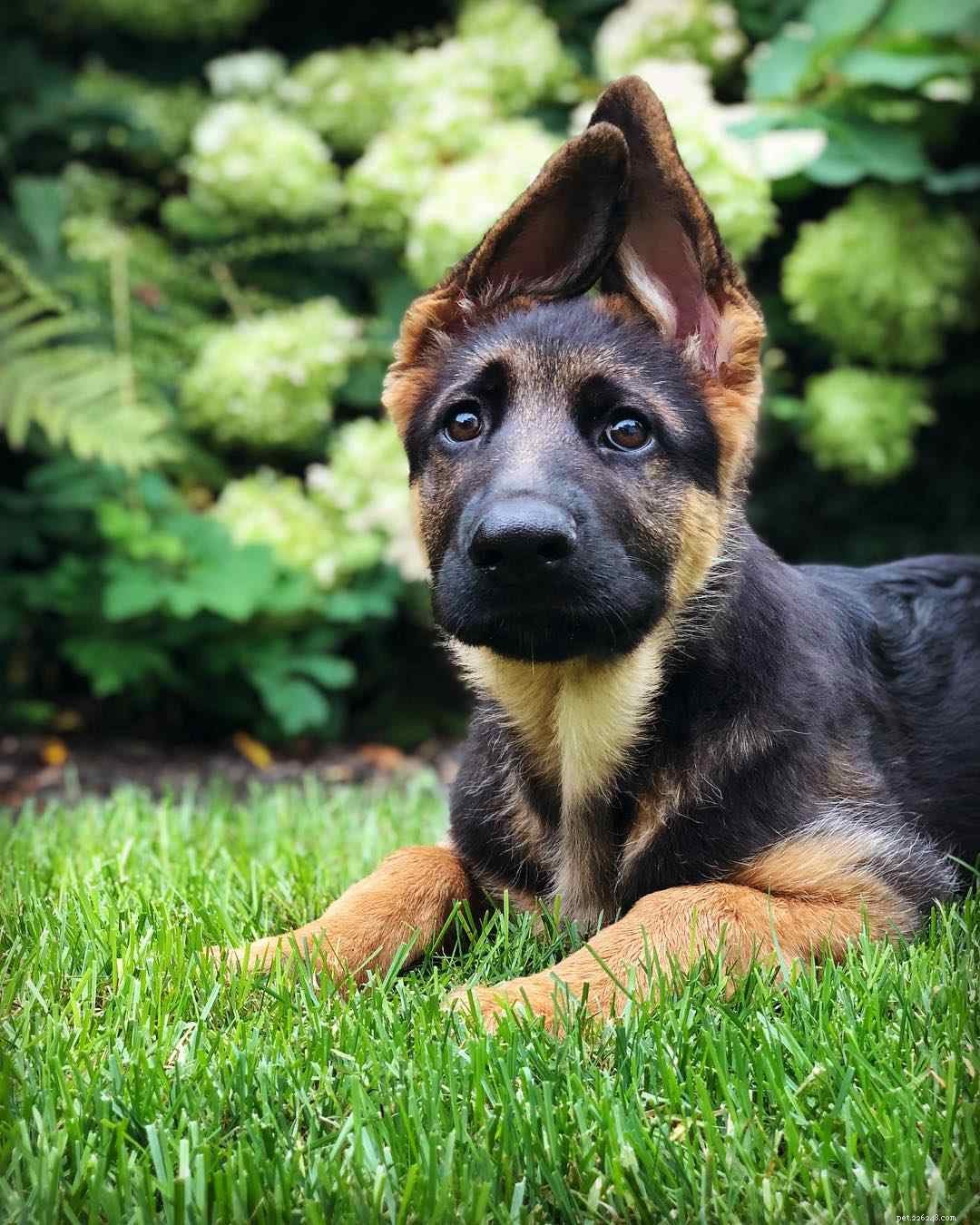 25 Adorable Puppies to Brighten Your Day