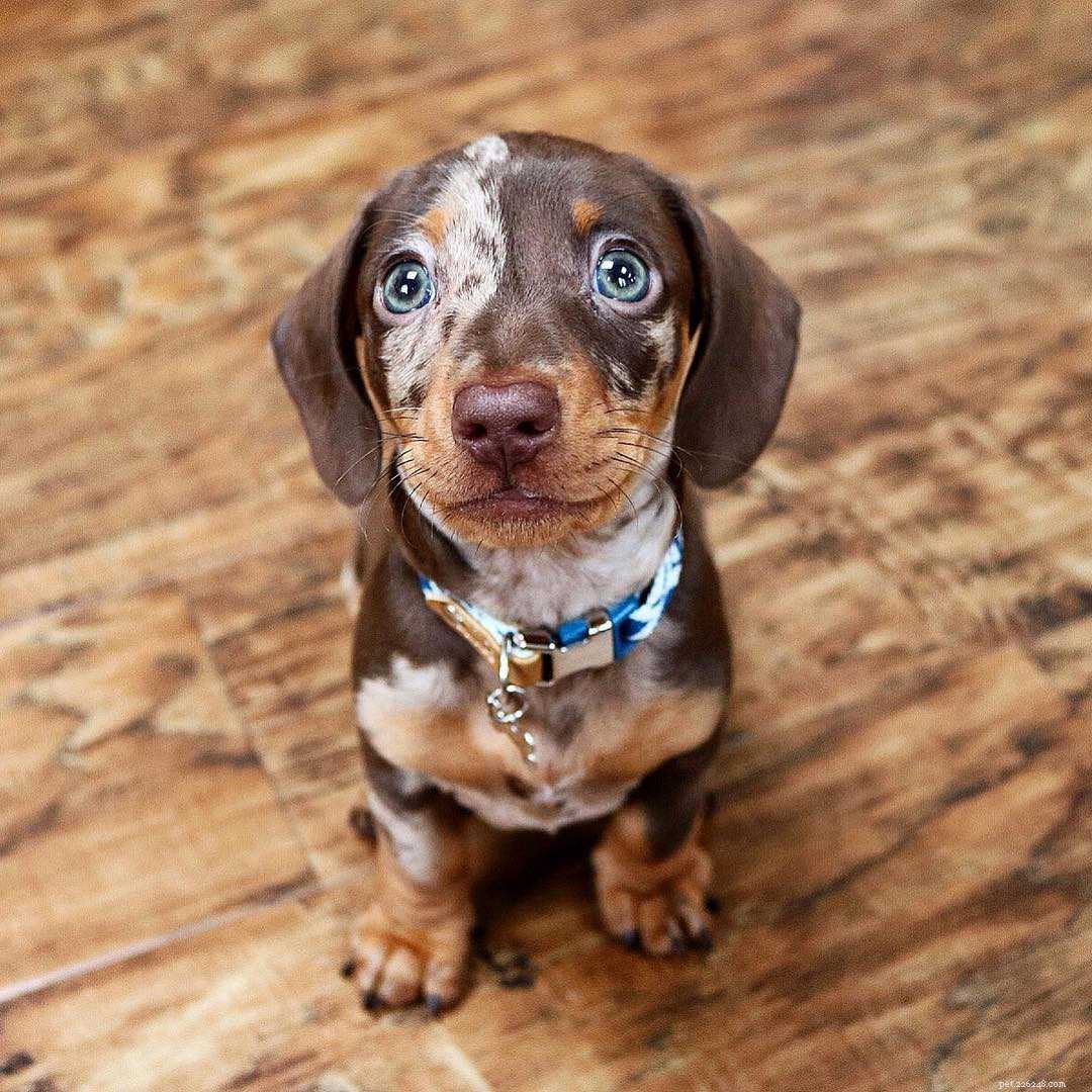 25 Adorable Puppies to Brighten Your Day