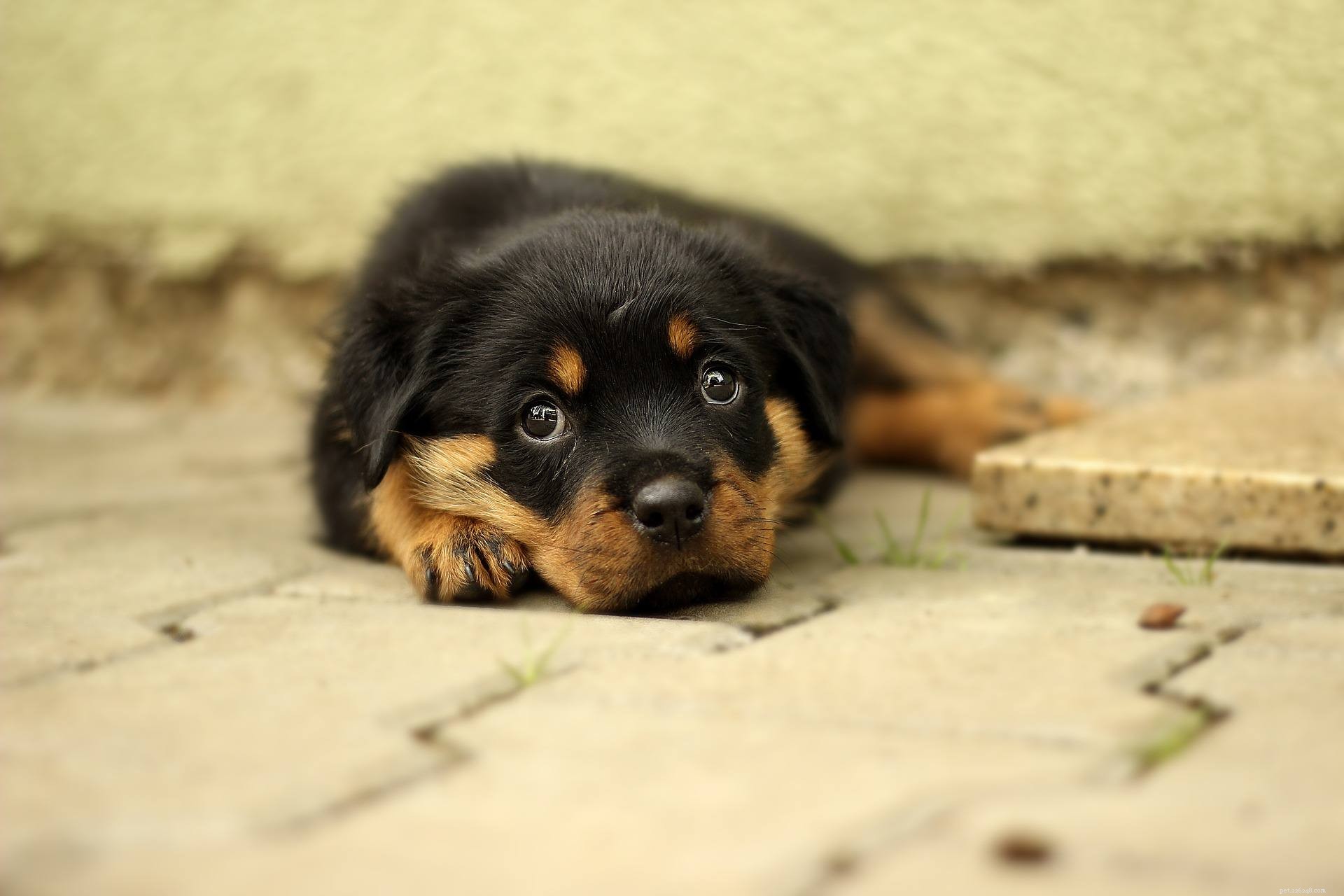 25 Adorable Puppies to Brighten Your Day