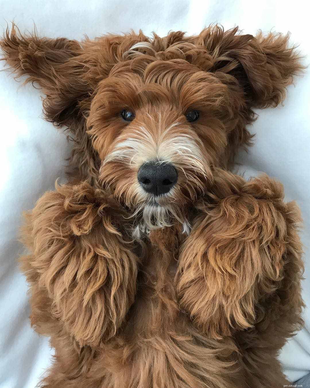 25 Adorable Puppies to Brighten Your Day