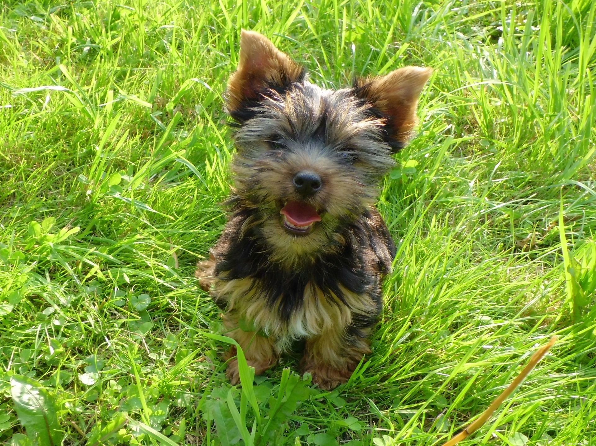 25 Adorable Puppies to Brighten Your Day