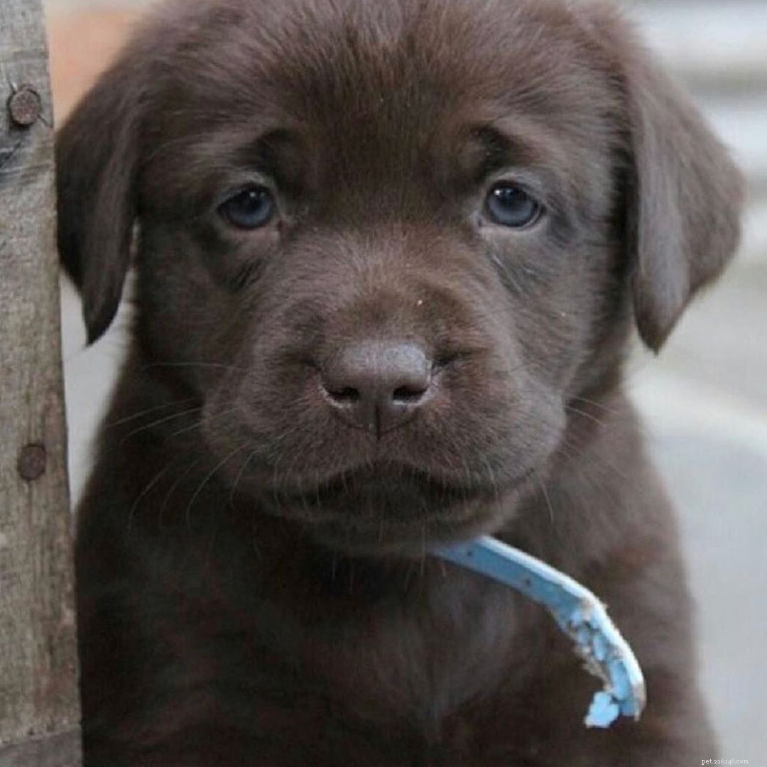 25 Adorable Puppies to Brighten Your Day