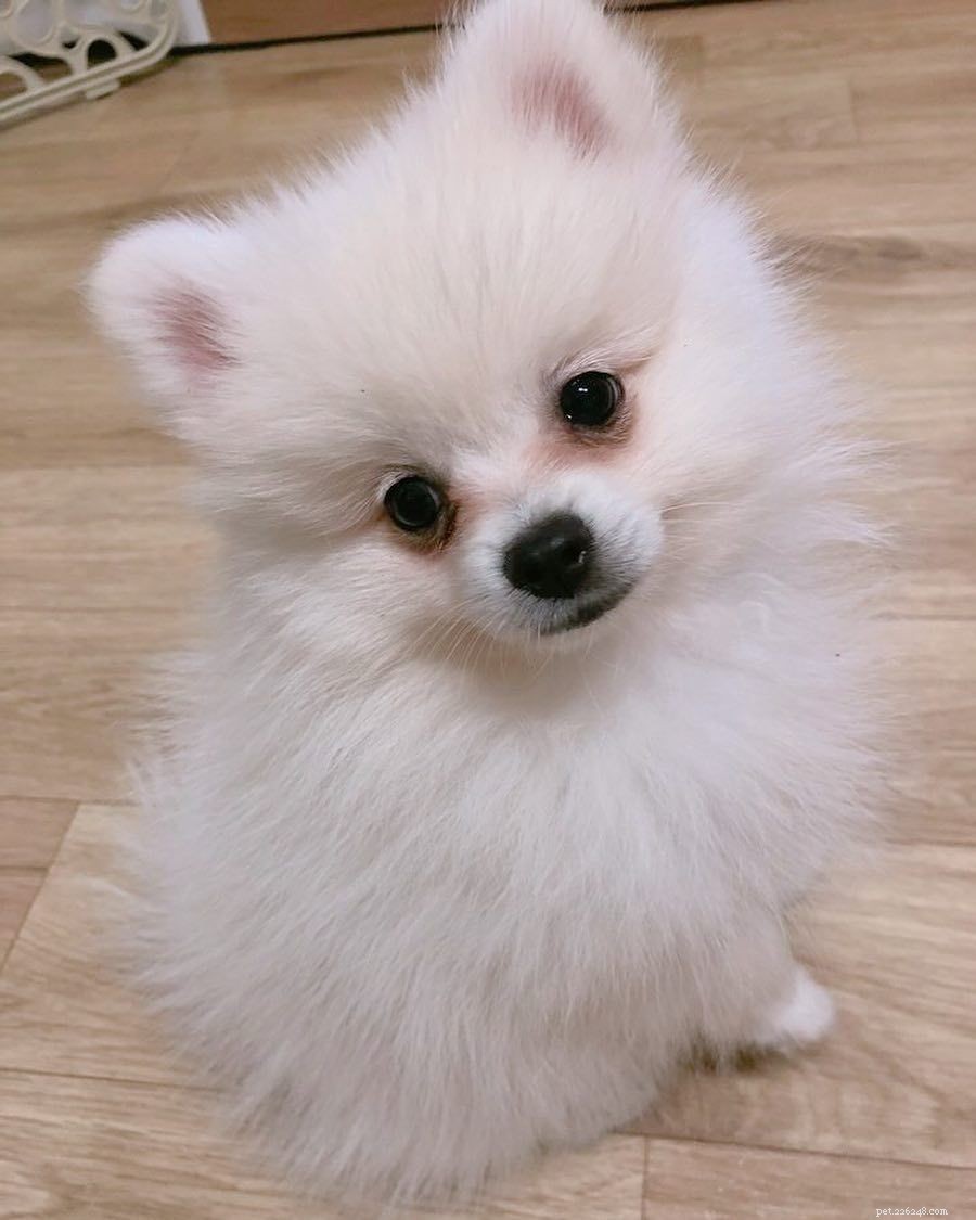 25 Adorable Puppies to Brighten Your Day