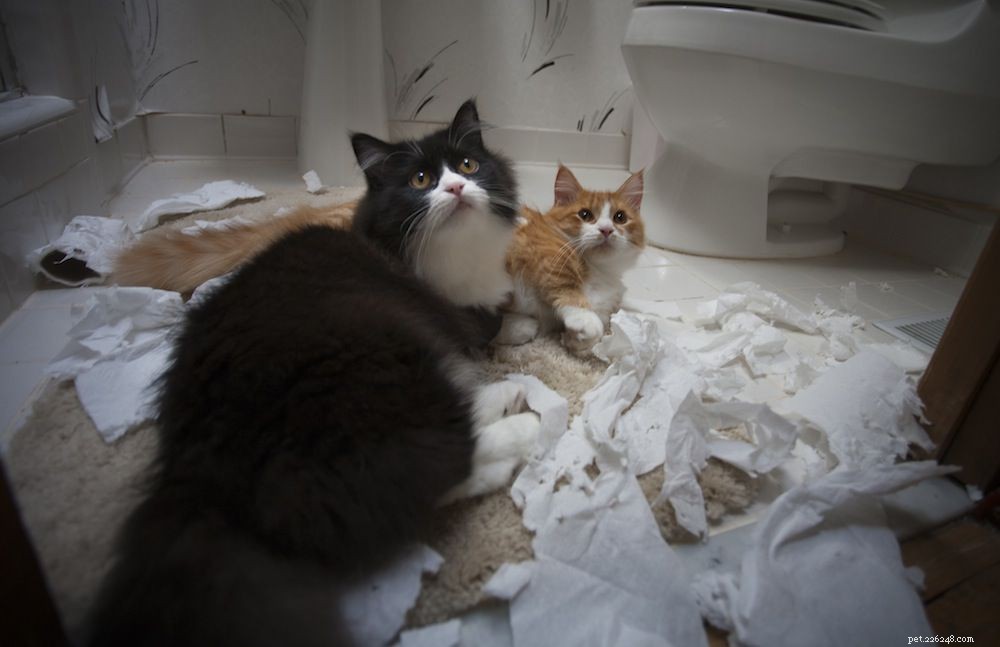 11 Insider Insights Every Cat Owner Knows