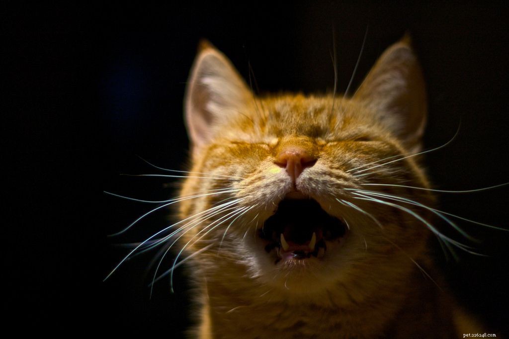 11 Insider Insights Every Cat Owner Knows