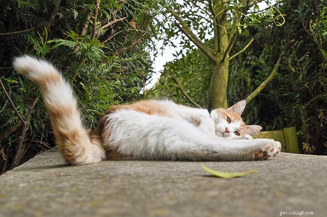 11 Insider Insights Every Cat Owner Knows