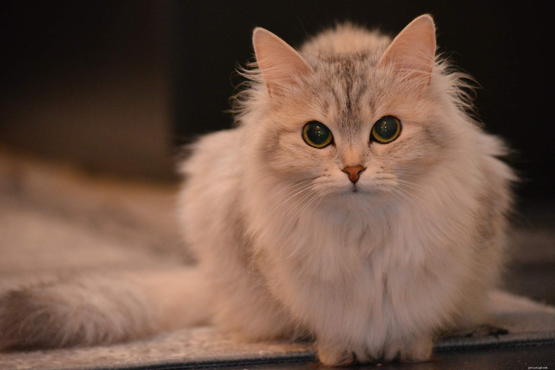 11 Insider Insights Every Cat Owner Knows