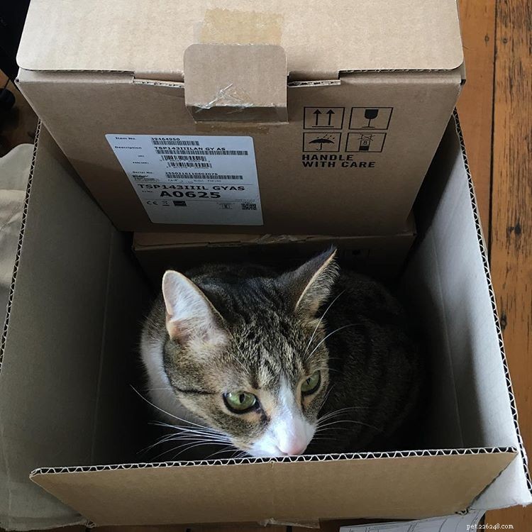 11 Insider Insights Every Cat Owner Knows