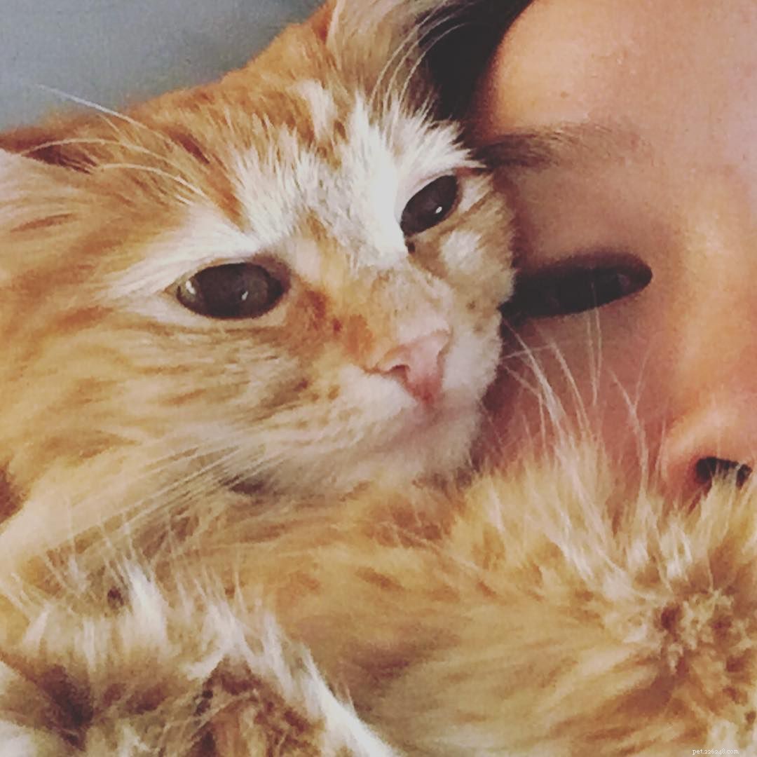 11 Insider Insights Every Cat Owner Knows