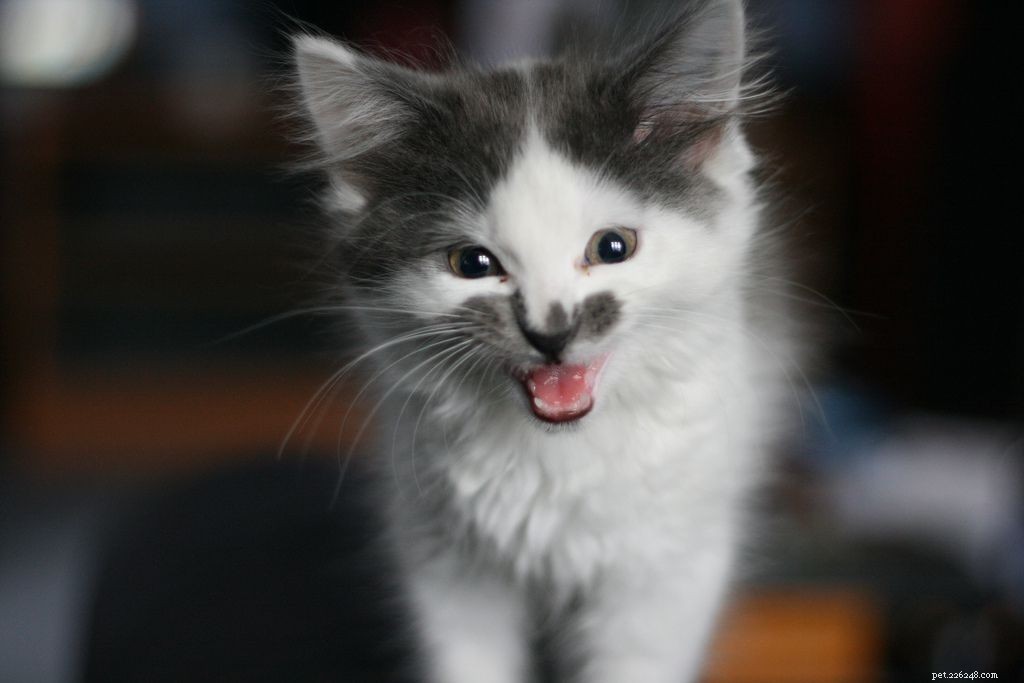 11 Insider Insights Every Cat Owner Knows