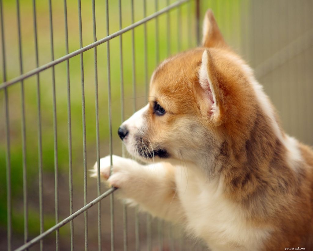 17 Dogs Who Truly Deserve the Title  Very Good Boy 