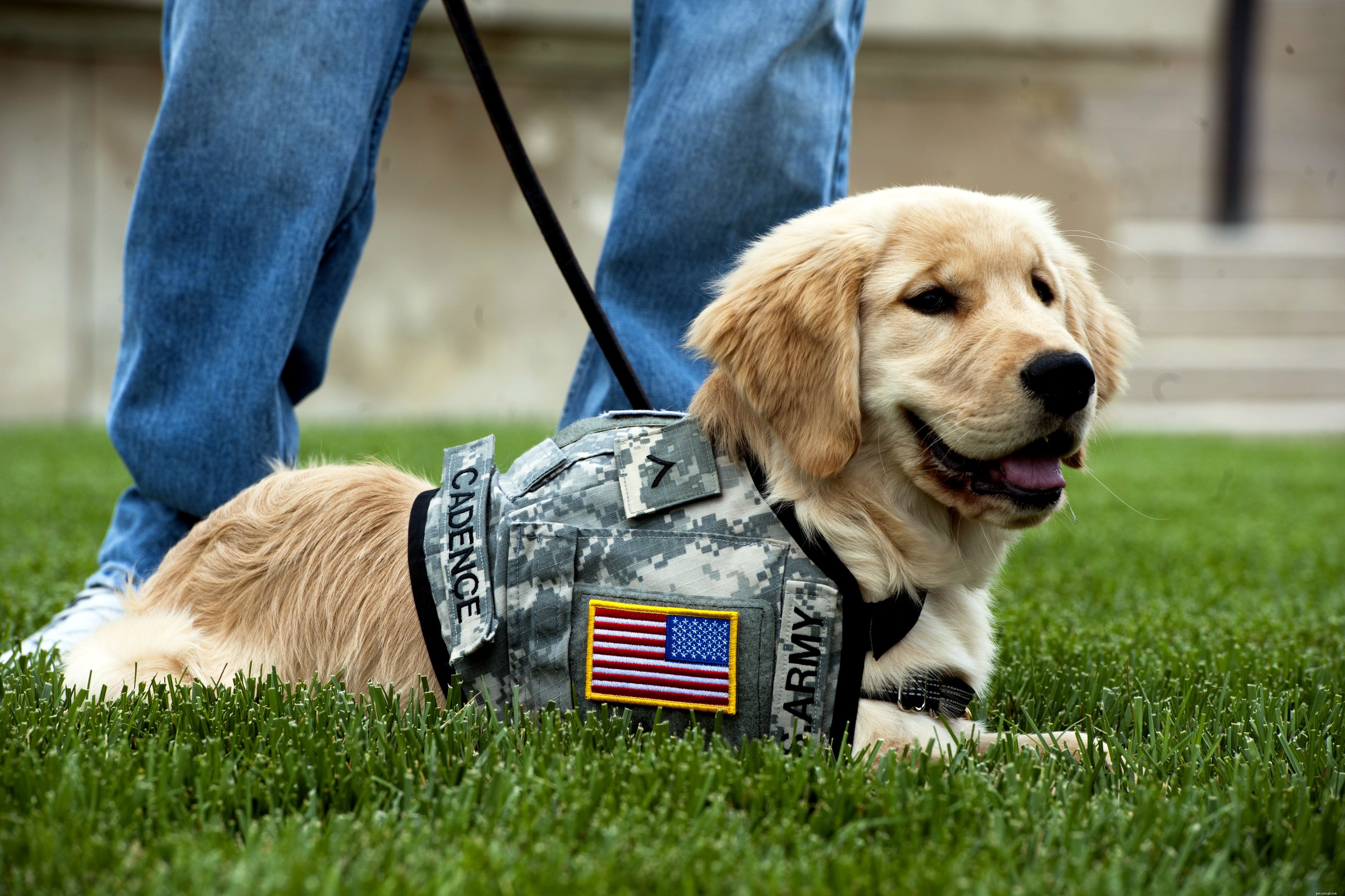 17 Dogs Who Truly Deserve the Title  Very Good Boy 