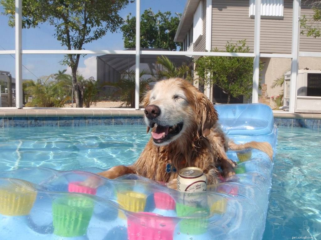 17 Dogs Who Truly Deserve the Title  Very Good Boy 