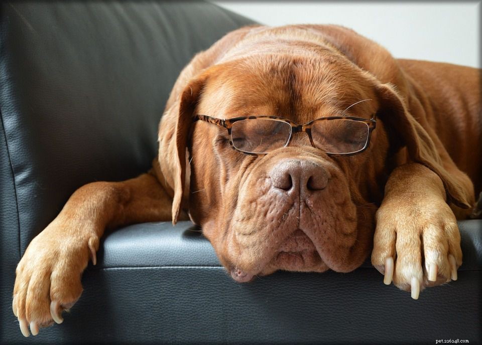 17 Dogs Who Truly Deserve the Title  Very Good Boy 