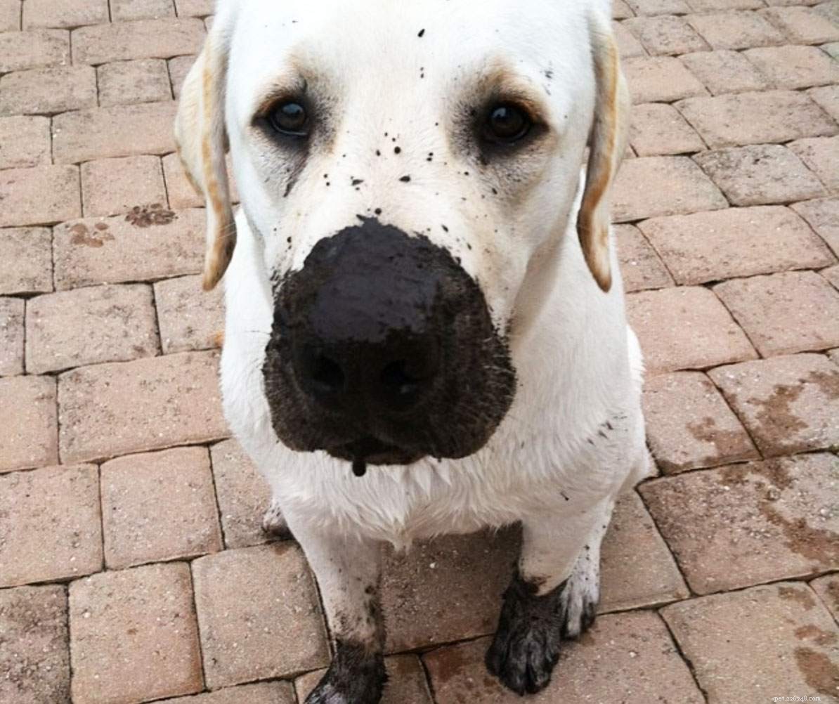 17 Dogs Who Truly Deserve the Title  Very Good Boy 