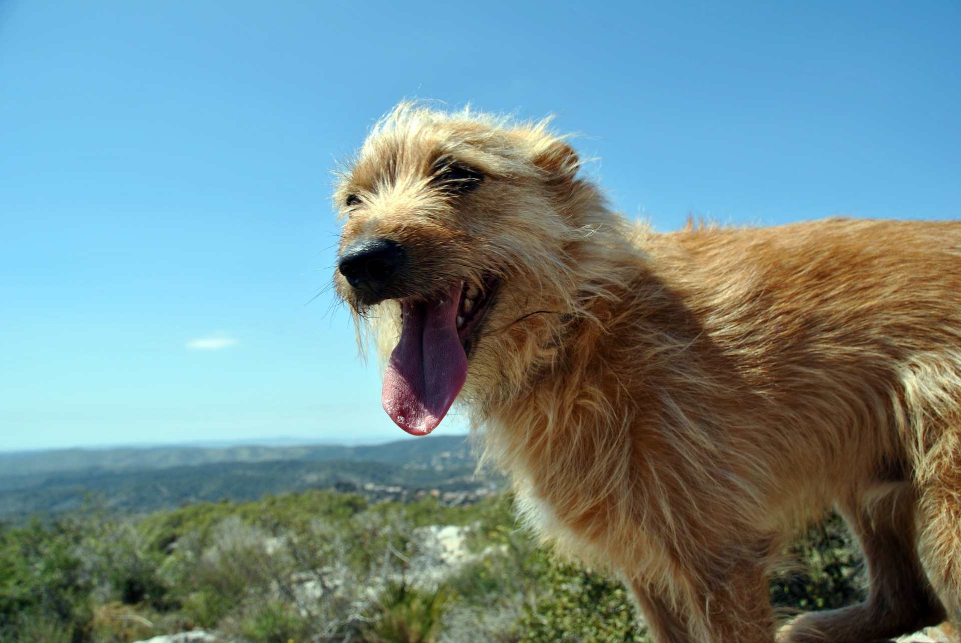 17 Dogs Who Truly Deserve the Title  Very Good Boy 