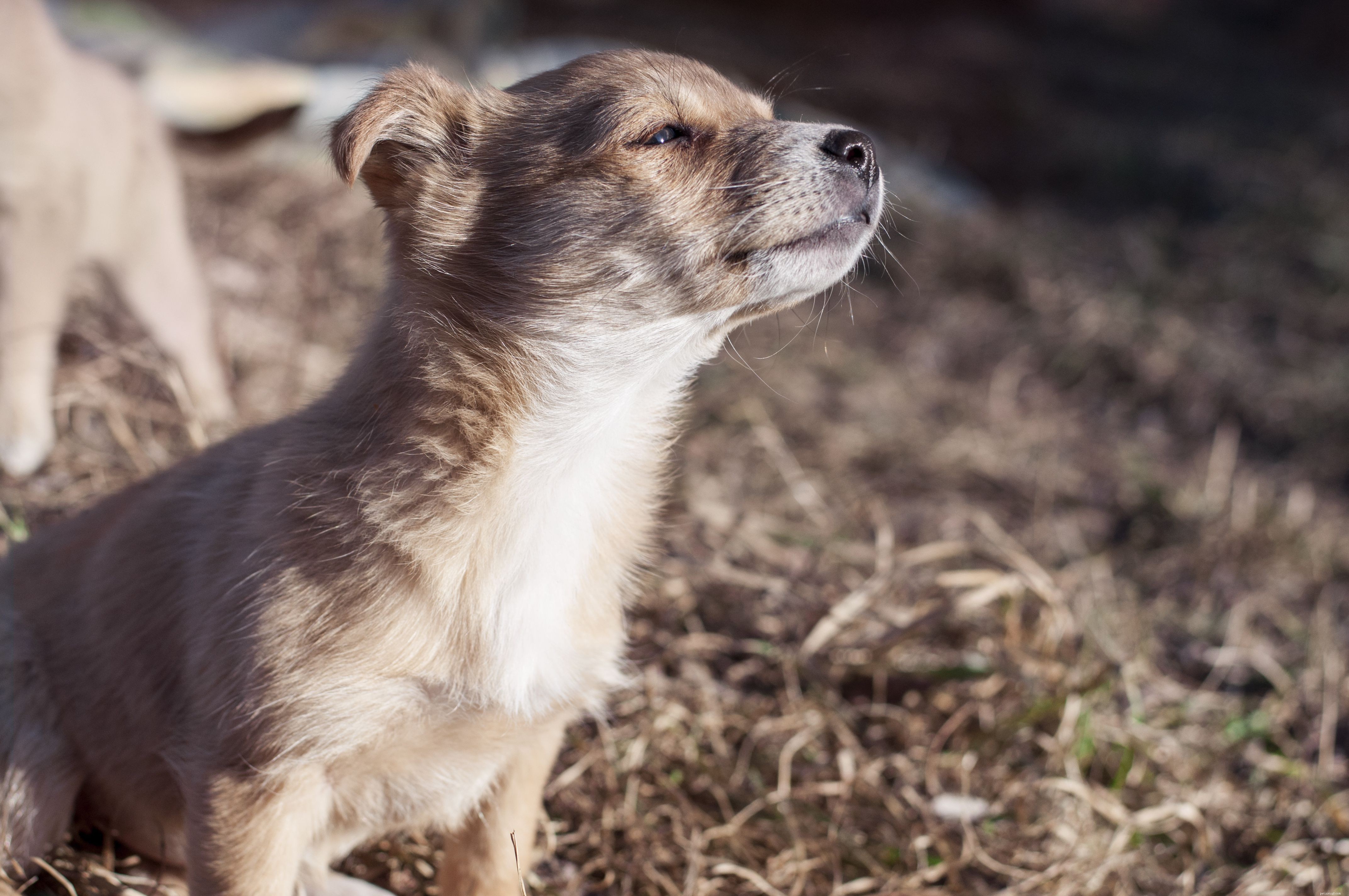 17 Dogs Who Truly Deserve the Title  Very Good Boy 