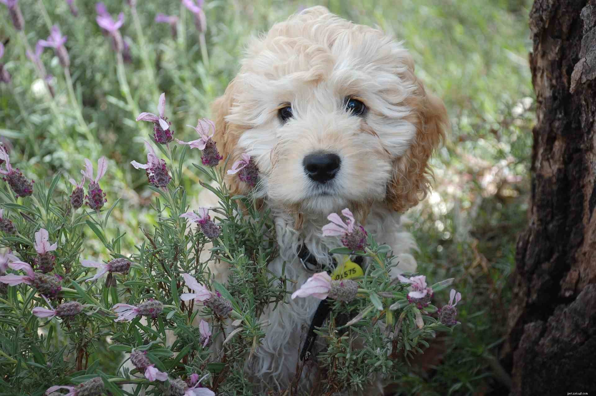 17 Dogs Who Truly Deserve the Title  Very Good Boy 