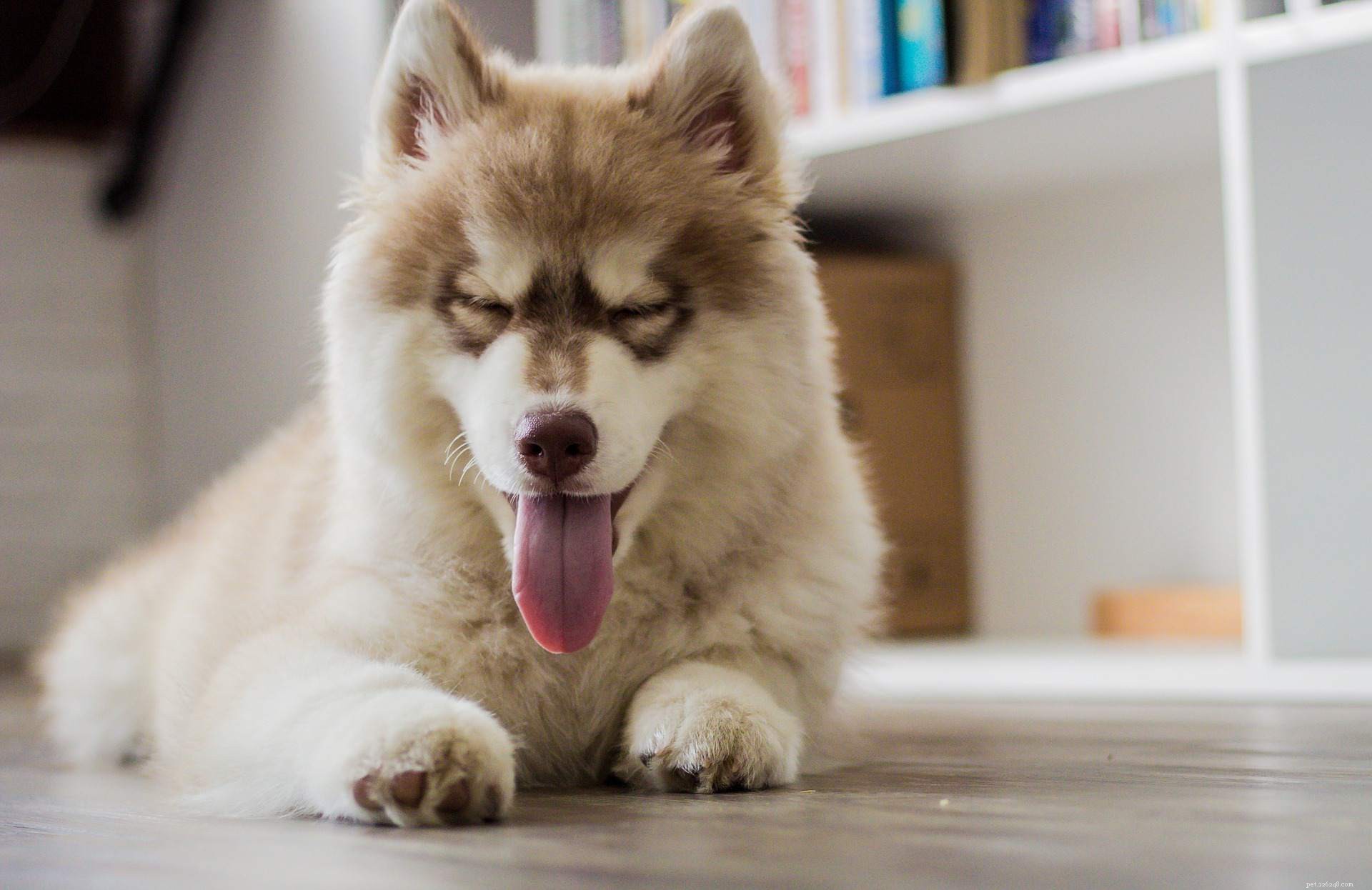 17 Dogs Who Truly Deserve the Title  Very Good Boy 